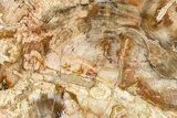Beautiful Petrified Wood (Araucaria) Slab - Madagascar #361464-1